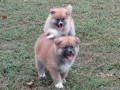 prodajemo-stence-japanskih-akita-small-2