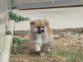 prodajemo-stence-japanskih-akita-small-0