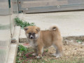 prodajemo-stence-japanskih-akita-small-3