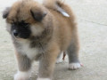 prodajemo-stence-japanskih-akita-small-1