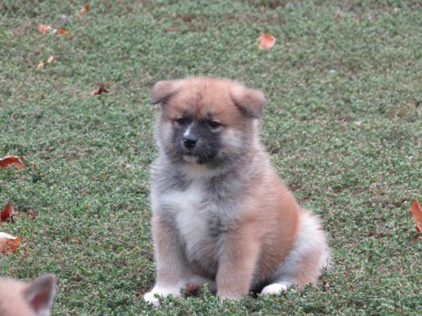 prodajemo-stence-japanskih-akita-big-4