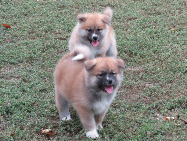 prodajemo-stence-japanskih-akita-big-2