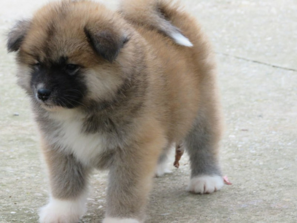 prodajemo-stence-japanskih-akita-big-1