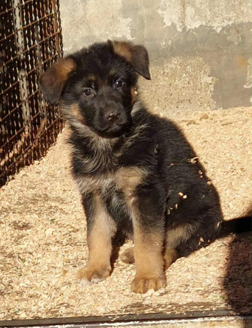 nemacki-ovcar-stenad-big-4