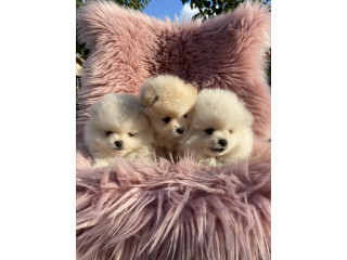 Dostupni prelepi štenci pomeranaca....