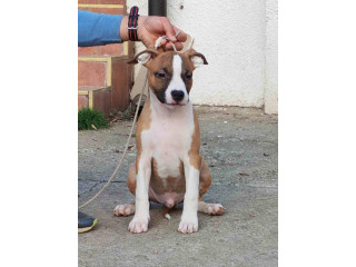 Američki Stafordski terijer štenci