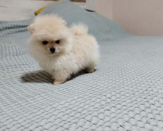 prelepi-bo-medvedici-big-1