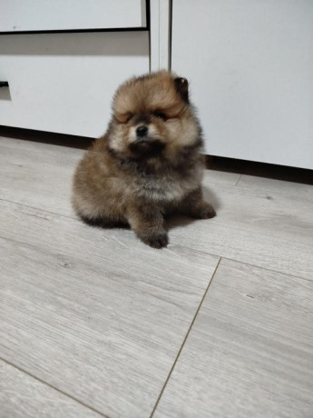 prelepi-bo-medvedici-big-4