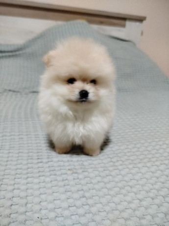 prelepi-bo-medvedici-big-0