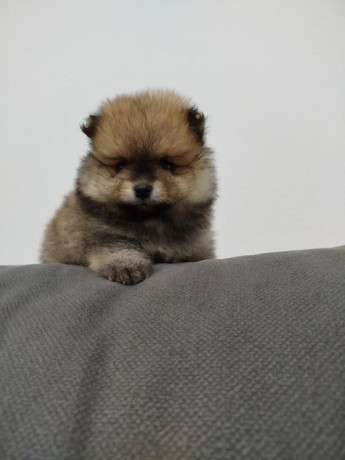 prelepi-bo-medvedici-big-3