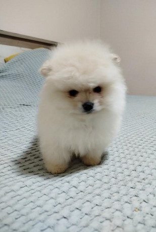 prelepi-bo-medvedici-big-2