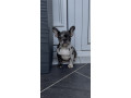 zenka-francuskog-buldoga-small-2