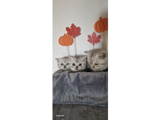 Britanske kratkodlake