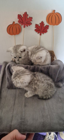 britanske-kratkodlake-big-3