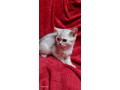 britanske-mace-small-3
