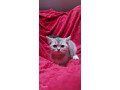 britanske-mace-small-4