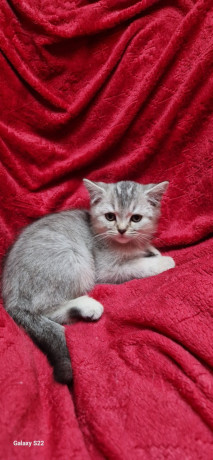 britanske-mace-big-2