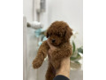 toy-pudle-vrhunski-kvalitet-small-4