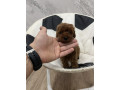 toy-pudle-vrhunski-kvalitet-small-0