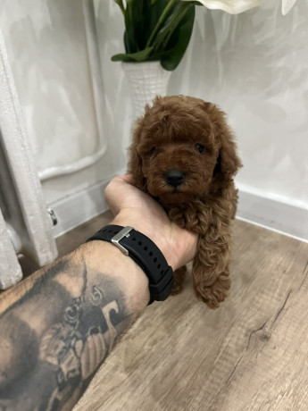 toy-pudle-vrhunski-kvalitet-big-2