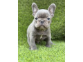 prelepi-stenci-francuskog-buldoga-small-0