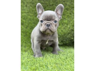 Prelepi štenci FRANCUSKOG Buldoga