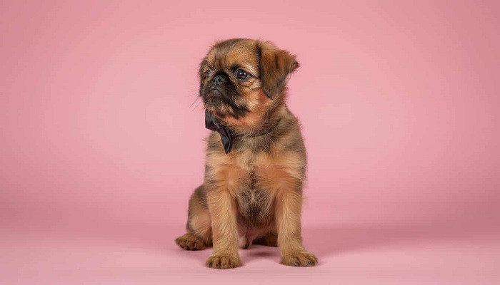 briselski-grifon-vrhunsko-musko-stene-big-1