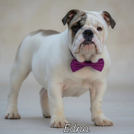 engleski-buldog-vrhunski-stenci-big-2