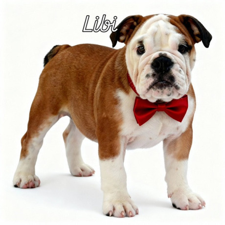 engleski-buldog-vrhunski-stenci-big-3