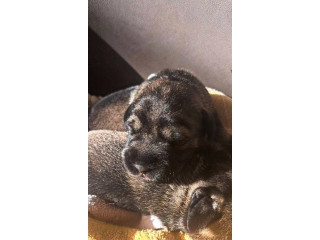 Srednji šnaucer, štenci