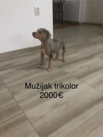 pit-bull-terijer-big-3