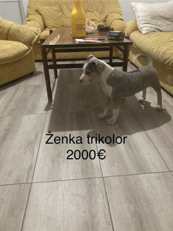 pit-bull-terijer-big-0