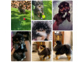 pomeranci-boo-najlepsi-mini-medvedici-small-0