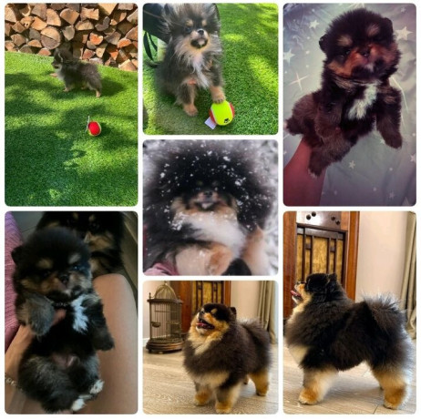 pomeranci-boo-najlepsi-mini-medvedici-big-0