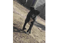 mlado-stene-crne-mesanke-udomljavanje-small-1