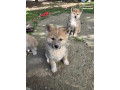 japanska-akita-stenci-small-2