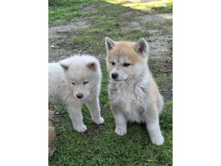 Japanska Akita, štenci