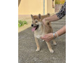 shiba-inu-stenci-na-prodaju-prelepi-small-0