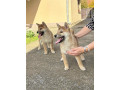 shiba-inu-stenci-na-prodaju-prelepi-small-4