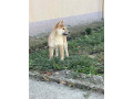 shiba-inu-stenci-na-prodaju-prelepi-small-1
