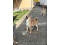 shiba-inu-stenci-na-prodaju-prelepi-small-2