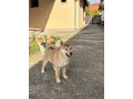 shiba-inu-stenci-na-prodaju-prelepi-small-3