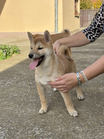 shiba-inu-stenci-na-prodaju-prelepi-big-0