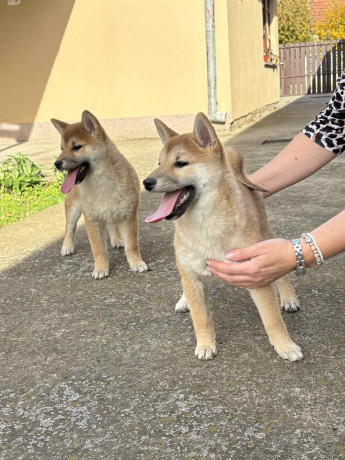 shiba-inu-stenci-na-prodaju-prelepi-big-4