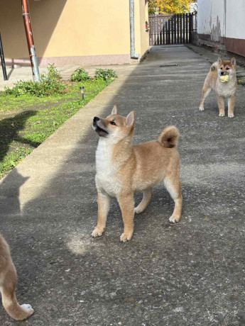 shiba-inu-stenci-na-prodaju-prelepi-big-2