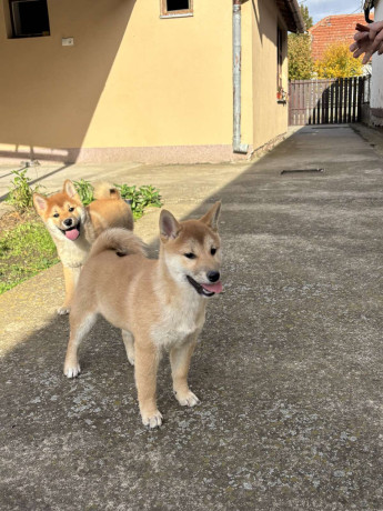 shiba-inu-stenci-na-prodaju-prelepi-big-3