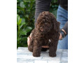 lagotto-romagnolo-stenci-small-3