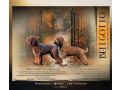 lagotto-romagnolo-stenci-small-4
