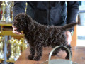 lagotto-romagnolo-stenci-small-2