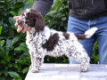 lagotto-romagnolo-stenci-small-0